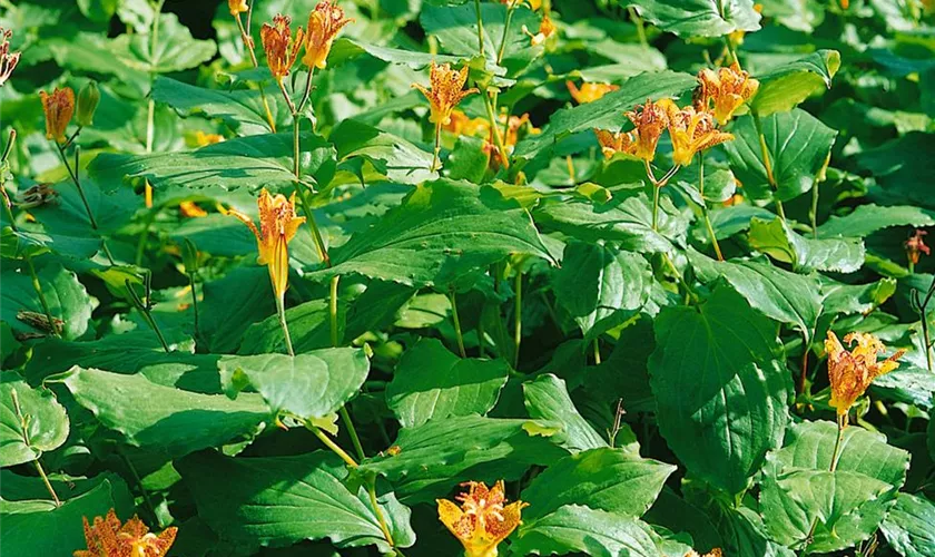 Tricyrtis latifolia
