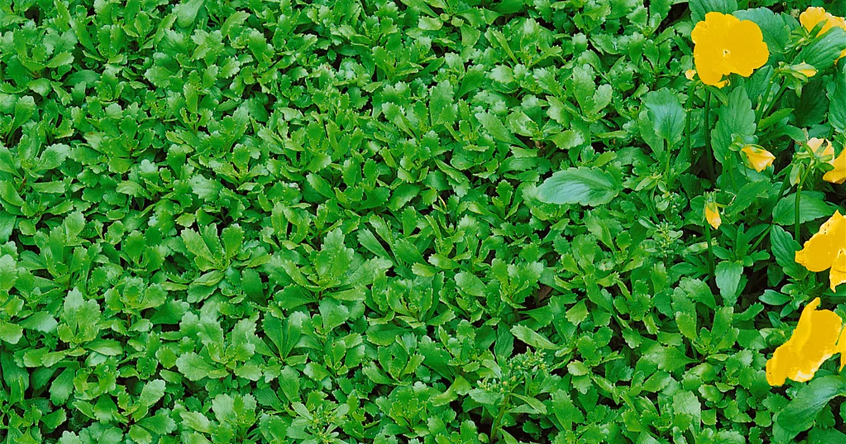 Immergrnes Garten-Fettblatt 'Immergrnchen' Pflanze, Pflege & Tipps   Floragard