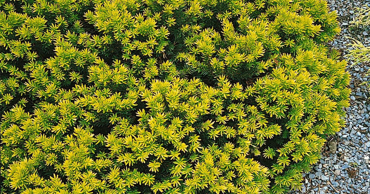 Japanische Zwergeibe 'Nana Aurescens' Pflanze, Pflege & Tipps  Floragard