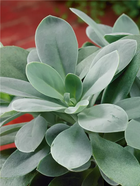 Senecio cephalophorus Pflanze, Pflege & Tipps  Floragard