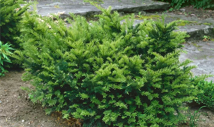 Taxus x media 'Dark Green Spreader'