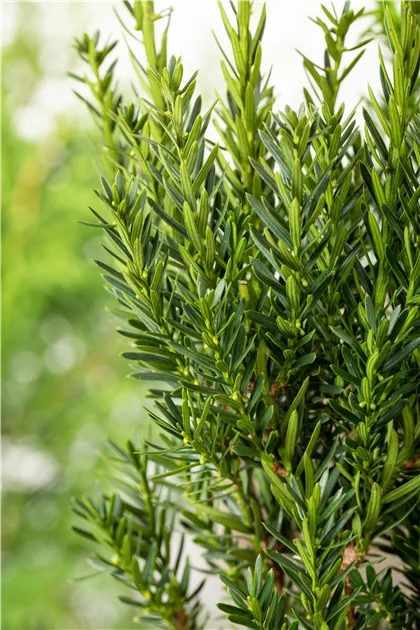 Eibe 'Hillii' Pflanze, Pflege & Tipps  Floragard