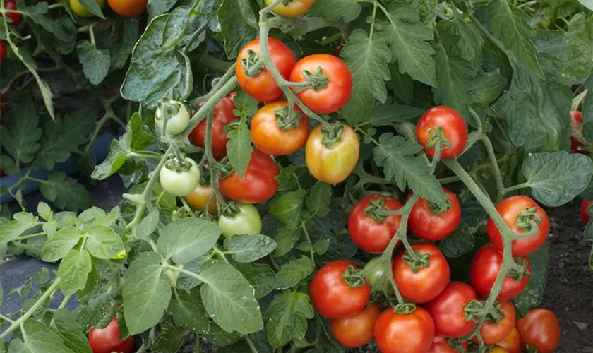 Tomate 'Donna F1'