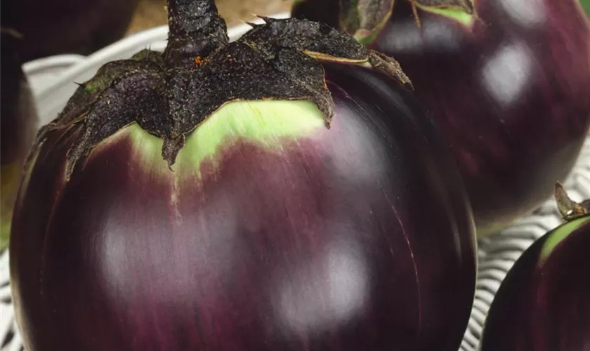 Solanum melongena 'Redonda'