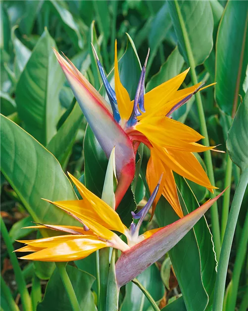 Paradiesvogelblume 'Papagei' Pflanze, Pflege & Tipps  Floragard