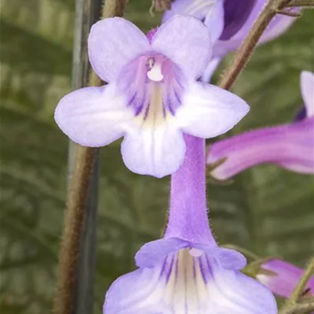 Einblatt-Drehfrucht Einblatt-Drehfrucht