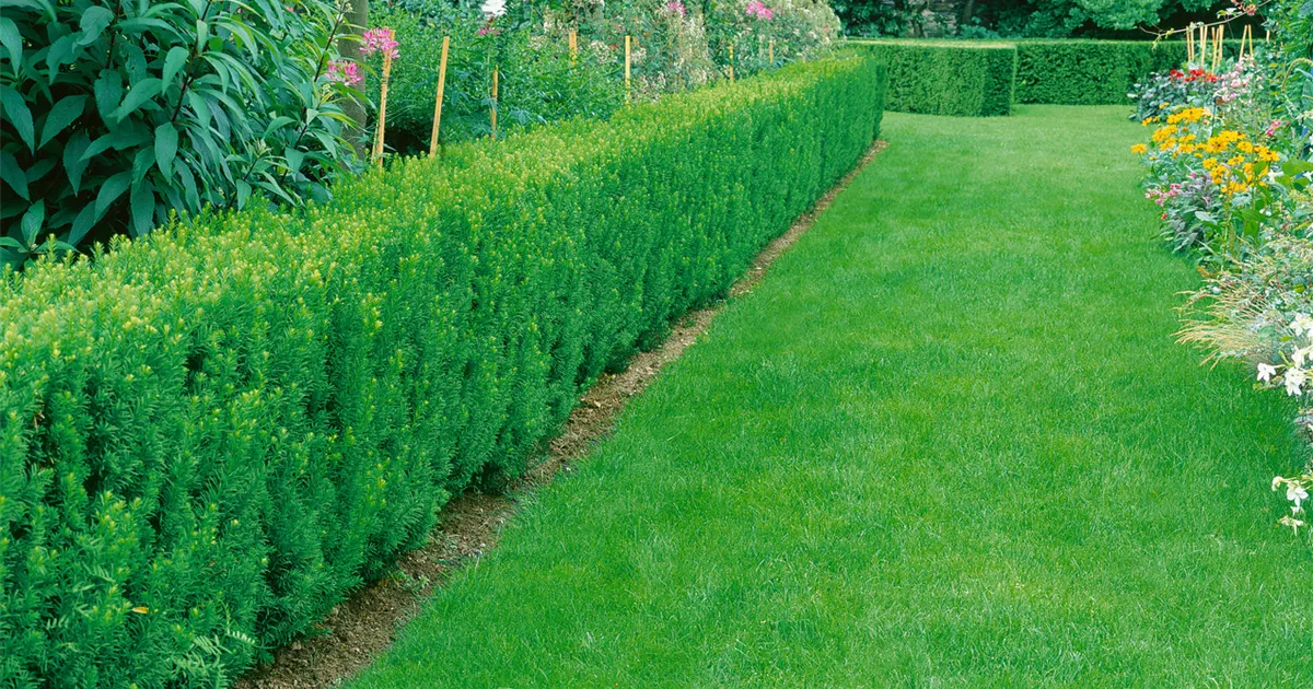 Spalier-Eibe 'Straight Hedge' Pflanze, Pflege & Tipps  Floragard