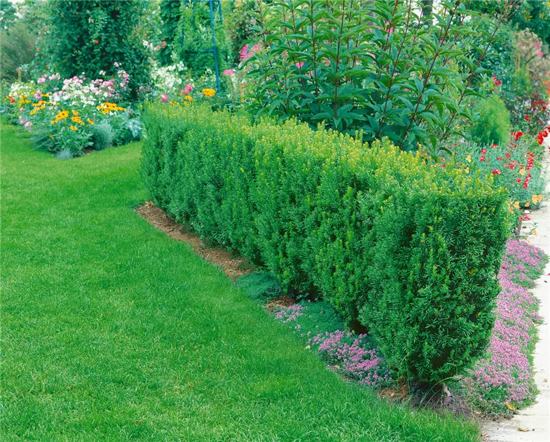 Spalier-Eibe 'Straight Hedge' Pflanze, Pflege & Tipps  Floragard
