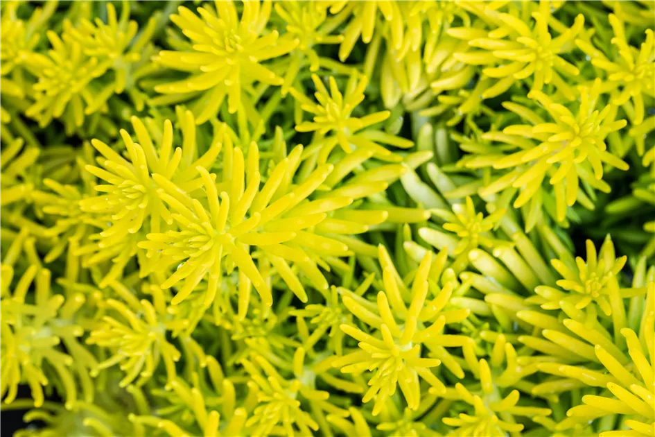Gelbblttriges Garten-Fettblatt Pflanze, Pflege & Tipps  Floragard