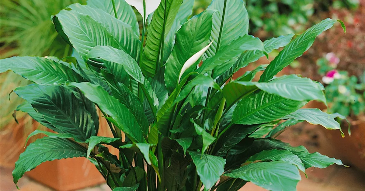 zimmerpflanzen zamioculcas Zamioculcas 80 Zimmerpflanze 90cm 21cm Korb kaufen