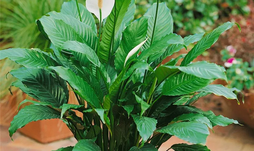 Spathiphyllum figaro