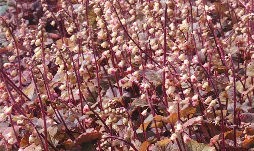 Tellima grandiflora 'Purpurteppich'