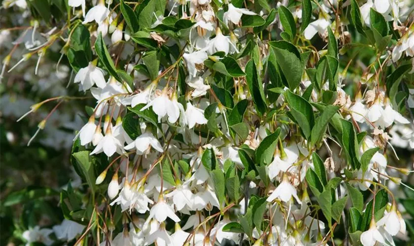 Styrax japonicus 'Evening Light'