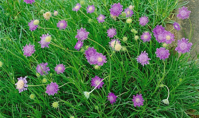 Grasblättrige Skabiose