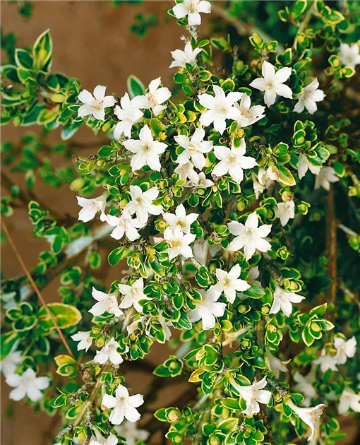 bonsai florist B9 – The Conservatory Florist