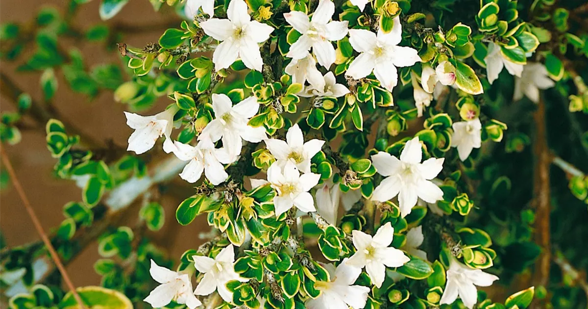 Junischnee 'Snowflake' Pflanze, Pflege & Tipps  Floragard