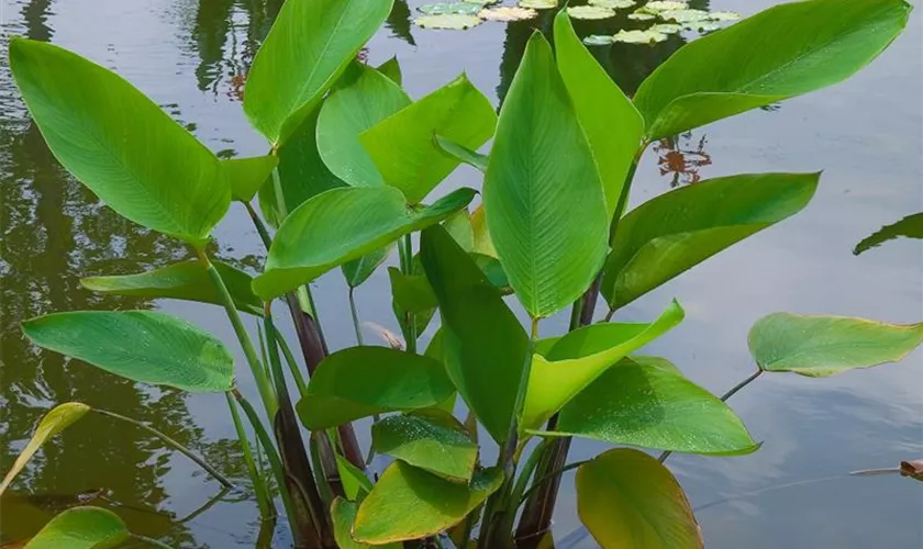 Wasser-Canna 'Red Stem'