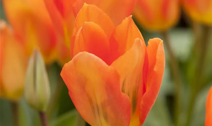 Tulipa fosteriana 'Orange Emperor'