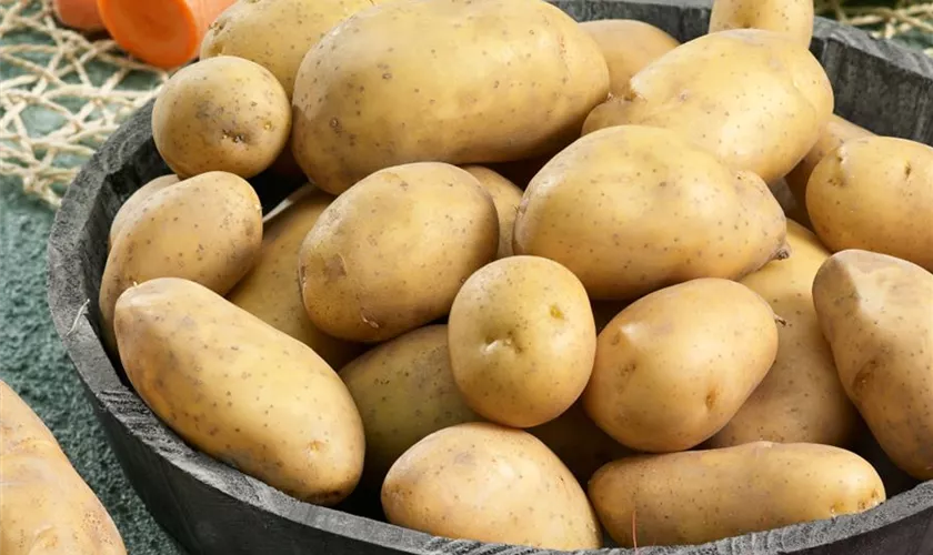 Solanum tuberosum 'Anuschka'
