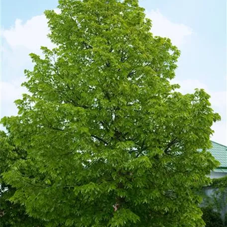 Tilia cordata 'Marler Globe'