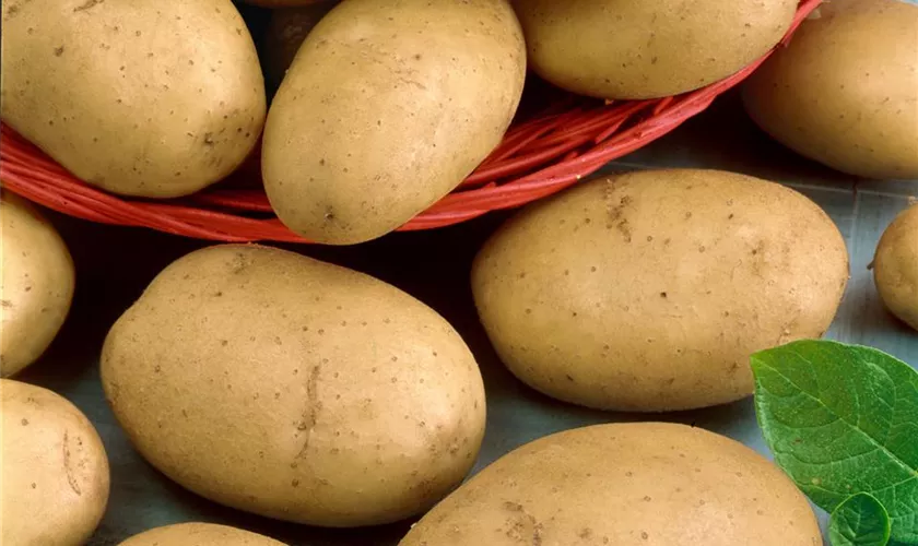Solanum tuberosum 'Gala'