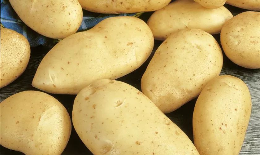 Solanum tuberosum 'Primadonna'