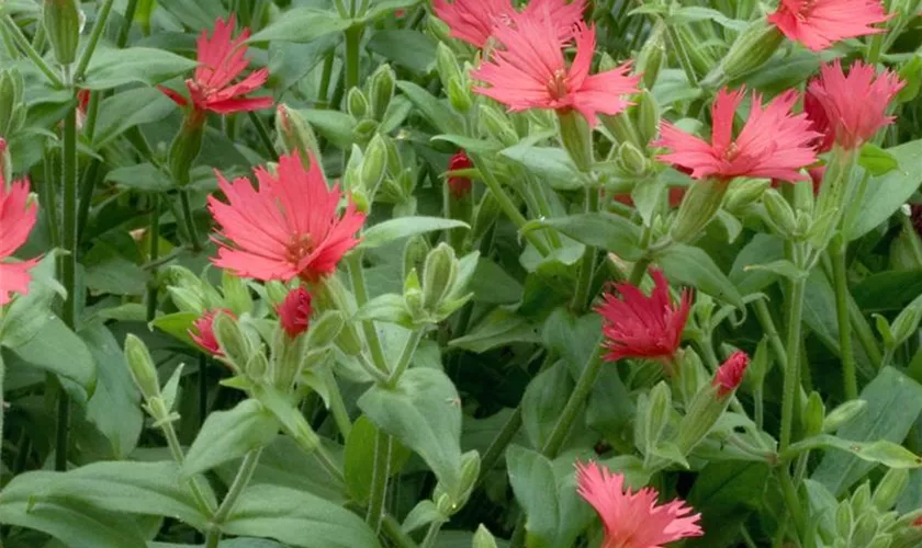 Silene laciniata 'Jack Flash'