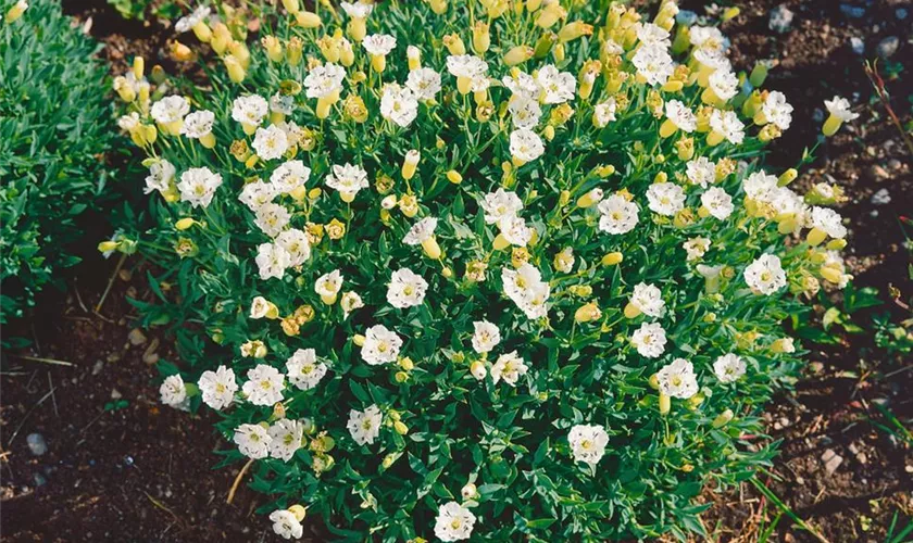 Silene maritima