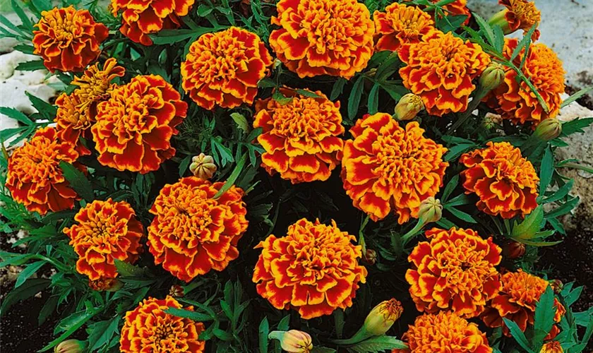 Tagetes patula 'Honeycomb'