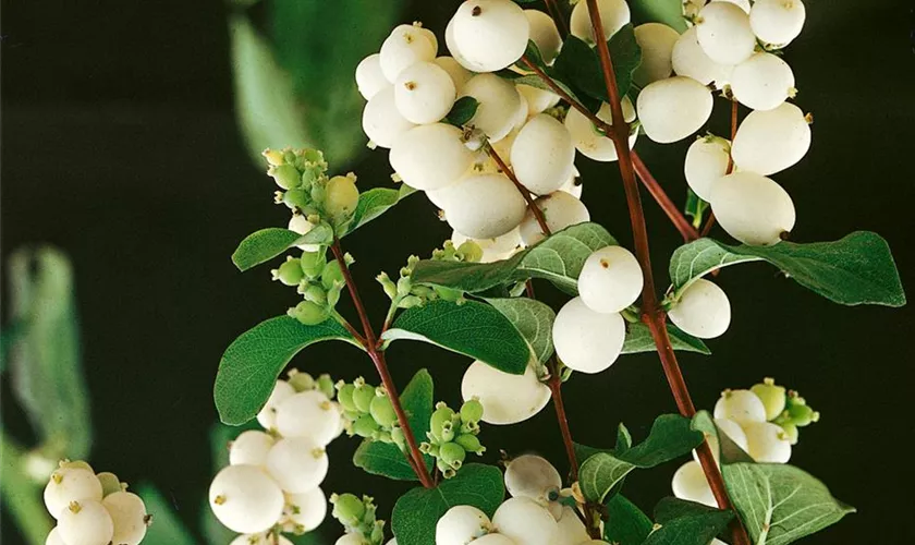 Symphoricarpos albus