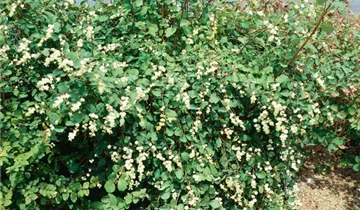 Bildvorschau