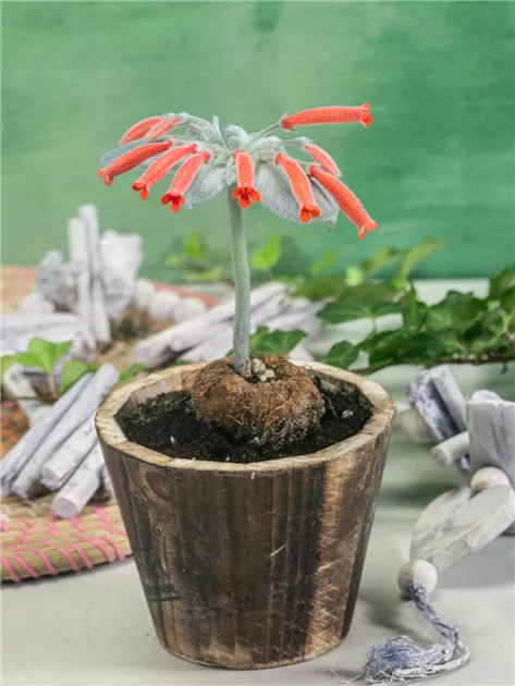 Gloxinie Pflanze, Pflege & Tipps  Floragard