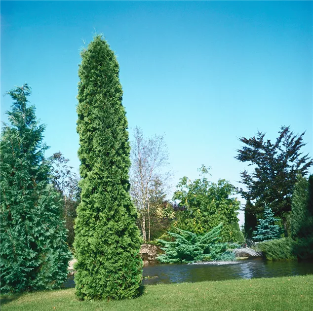 Sulen-Lebensbaum 'Malonyana' Pflanze, Pflege & Tipps  Floragard
