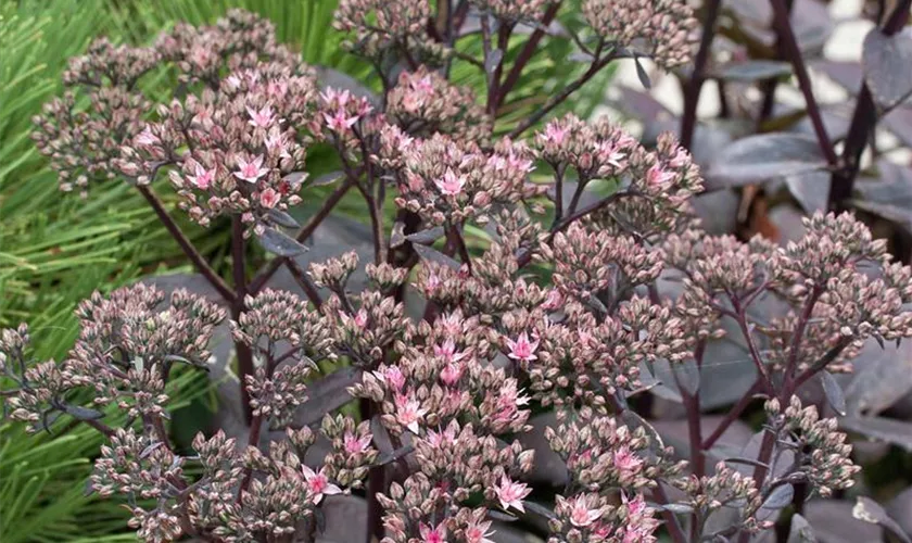Sedum telephium 'Black Jack'