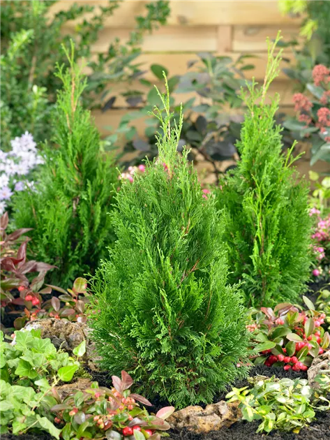 Lebensbaum 'Miky' Pflanze, Pflege & Tipps  Floragard