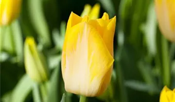 Bildvorschau