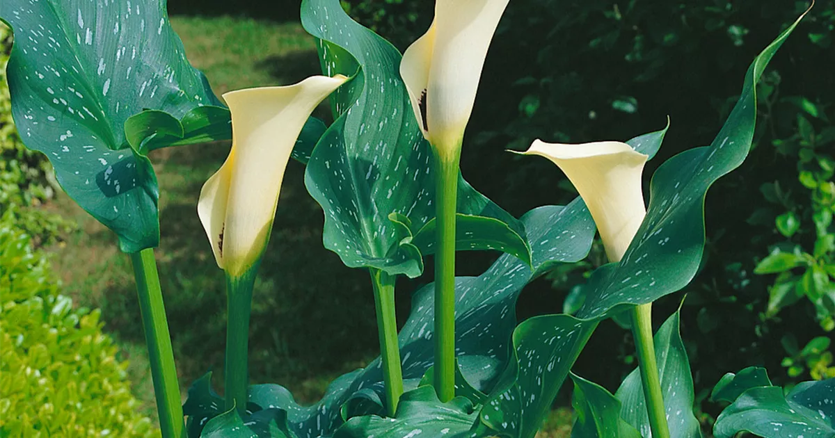 Black Eyed Beauty' Pflanze, Pflege & Tipps  Floragard