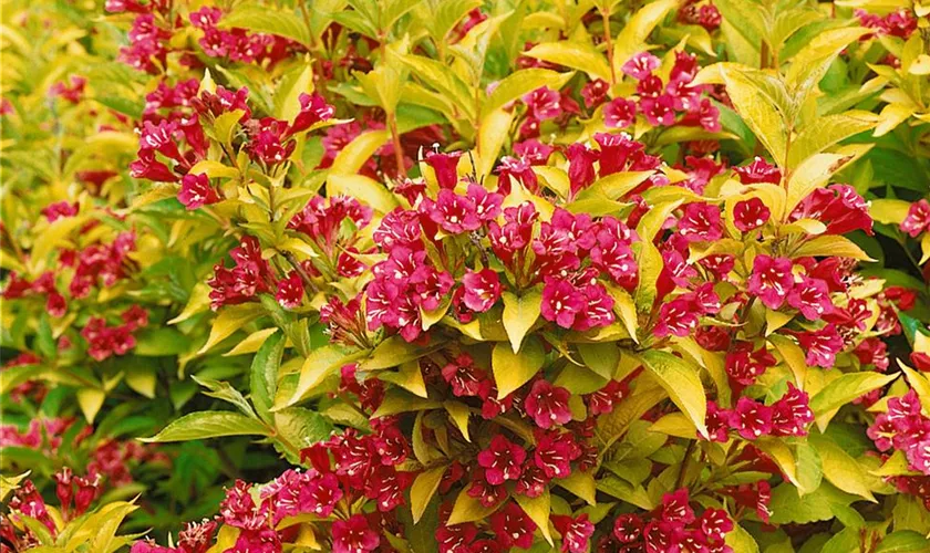 Weigela florida 'Briant Rubidor'