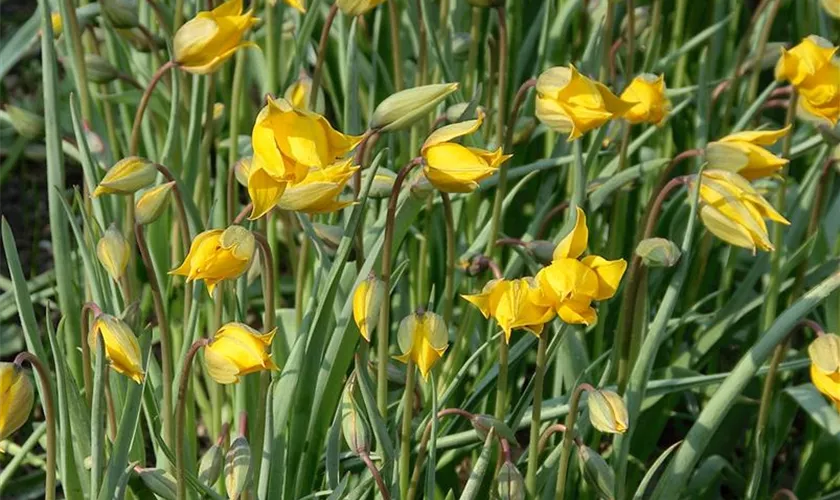 Weinberg-Tulpe