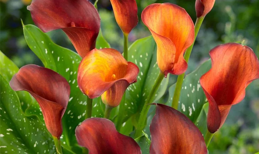 Zantedeschia 'Blaze'
