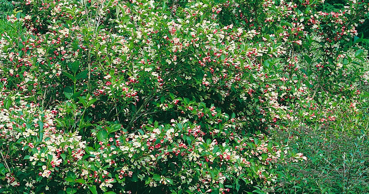 Weigelie 'Marjorie' Pflanze, Pflege & Tipps Floragard