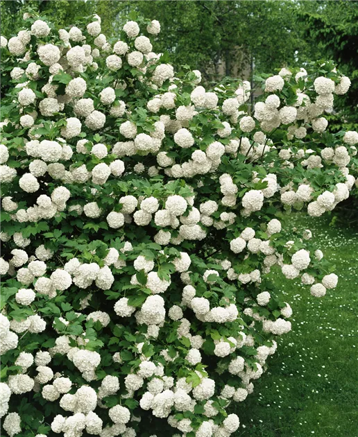 Gemeiner Schneeball Pflanze, Pflege & Tipps  Floragard
