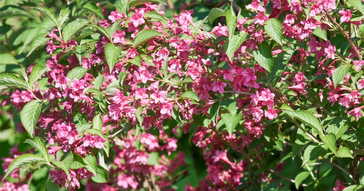 Weigelie 'Piccolo' Pflanze, Pflege & Tipps Floragard