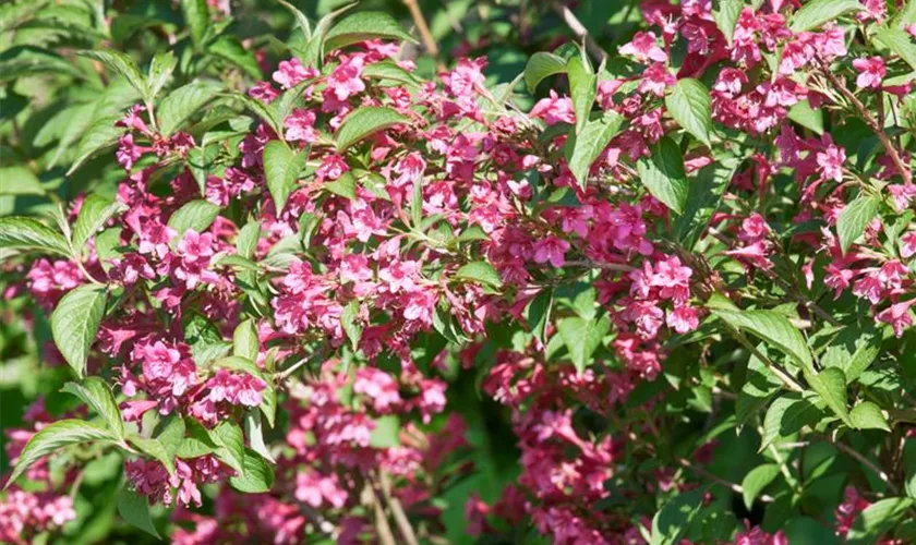 Weigela florida 'Piccolo'