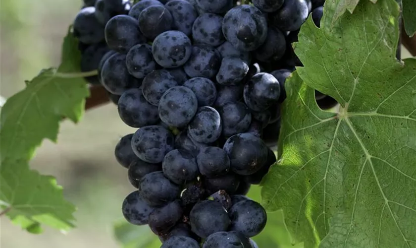 Weintraube 'Merlot Cabernet Sauvignon'