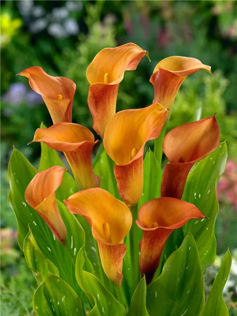 Zimmerkalla 'Orange Alert' Pflanze, Pflege & Tipps  Floragard