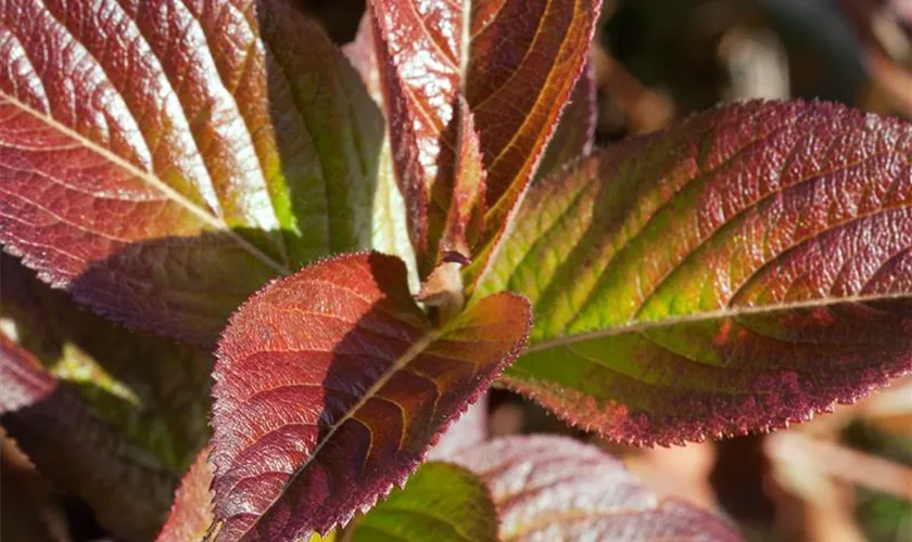 Weigela florida 'Wings of Fire'