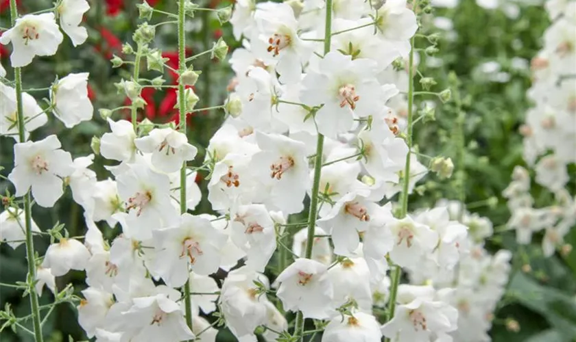 Verbascum phoeniceum 'Flush of White'