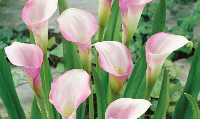 Zantedeschia rehmannii 'Superba'