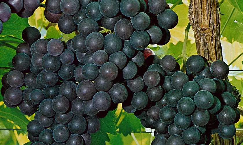 Vitis vinifera 'Festivee'